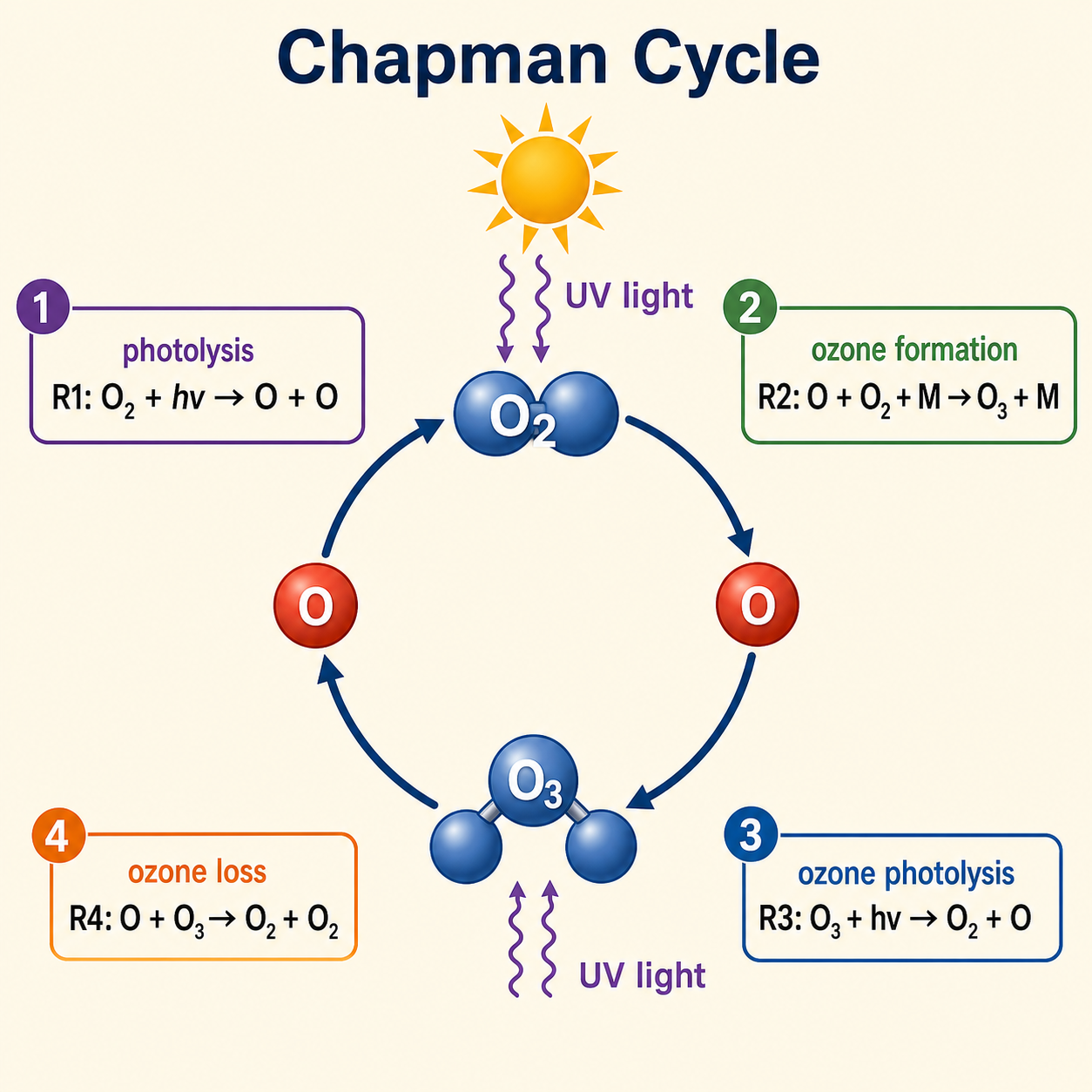 Schematic diagram of the Chapman cycle showing oxygen photolysis, ozone formation, ozone photolysis, and ozone loss.